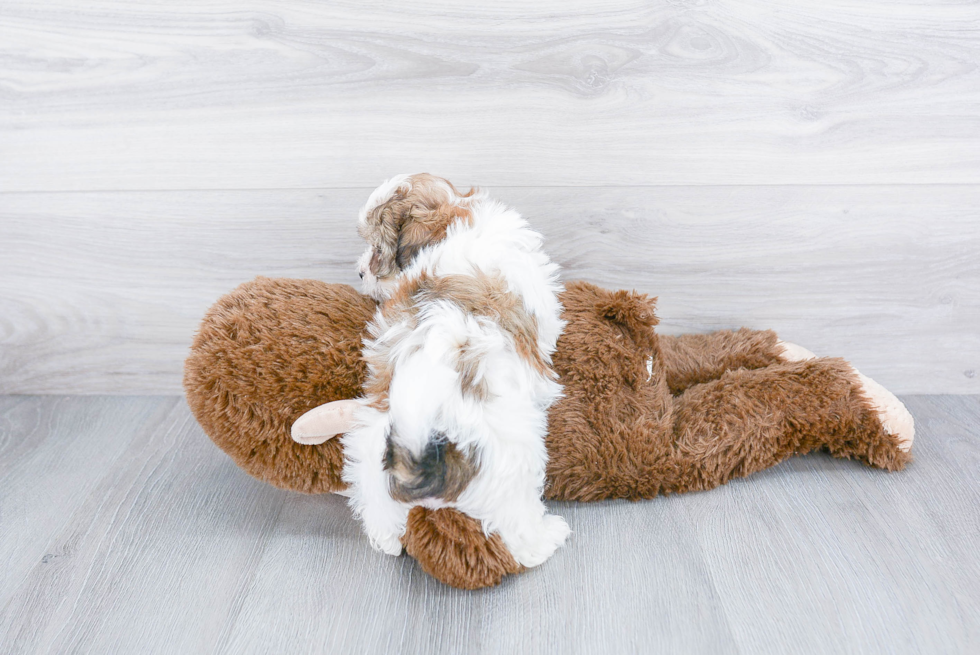 Sweet Teddy Bear Baby