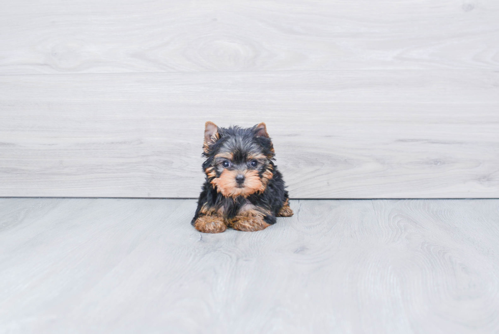 Meet Ronaldo - our Yorkshire Terrier Puppy Photo 