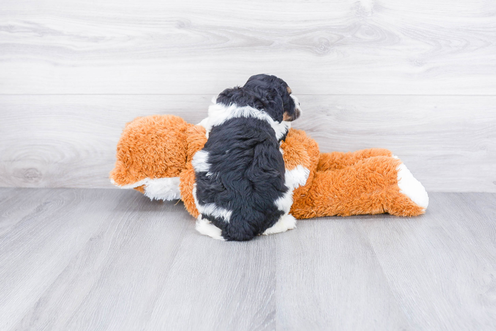 Petite Mini Bernedoodle Poodle Mix Pup