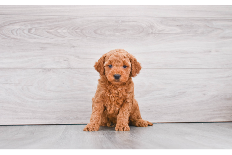 Popular Mini Goldendoodle Poodle Mix Pup