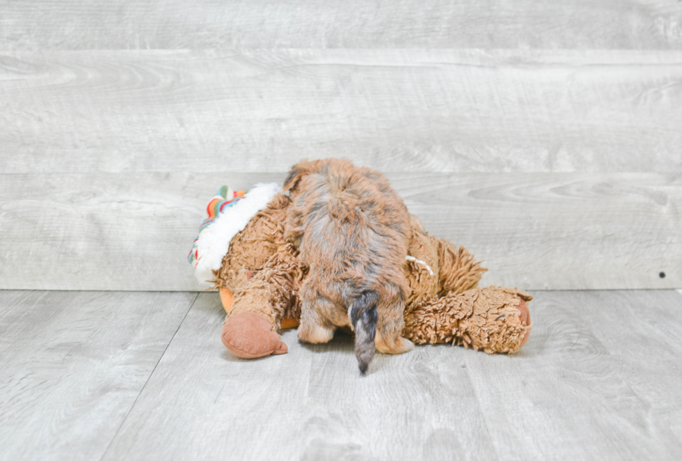 Petite Morkie Designer Pup