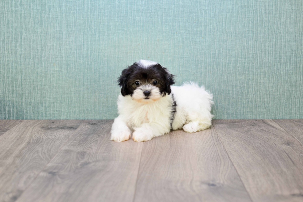 Popular Teddy Bear Designer Pup