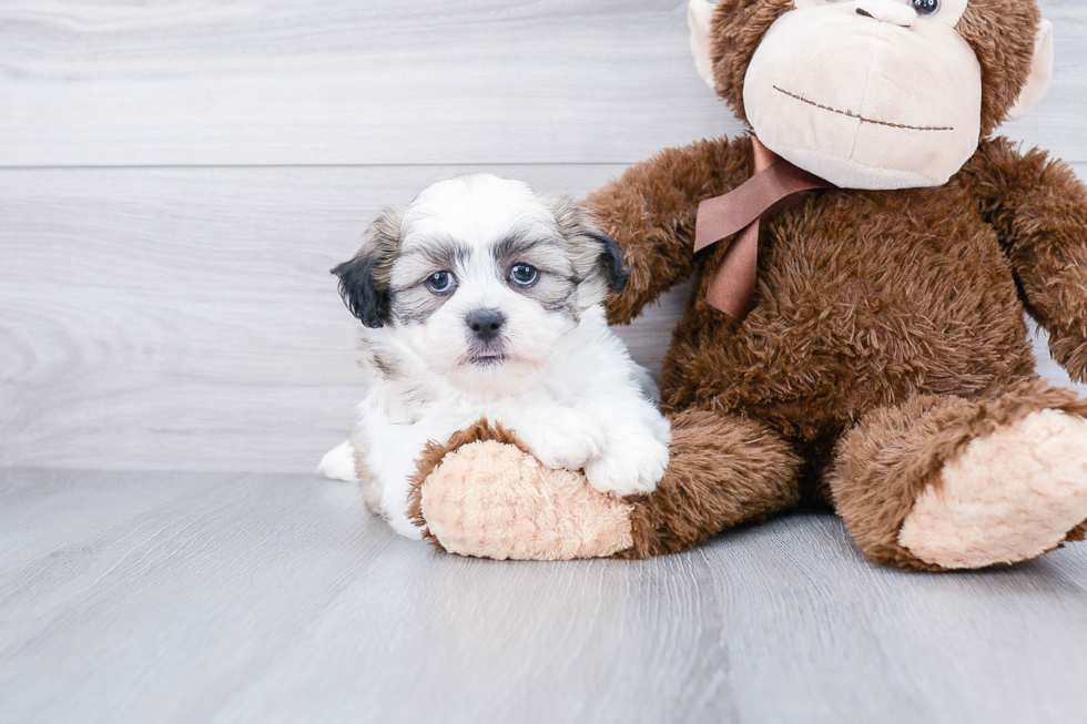 Best Teddy Bear Baby