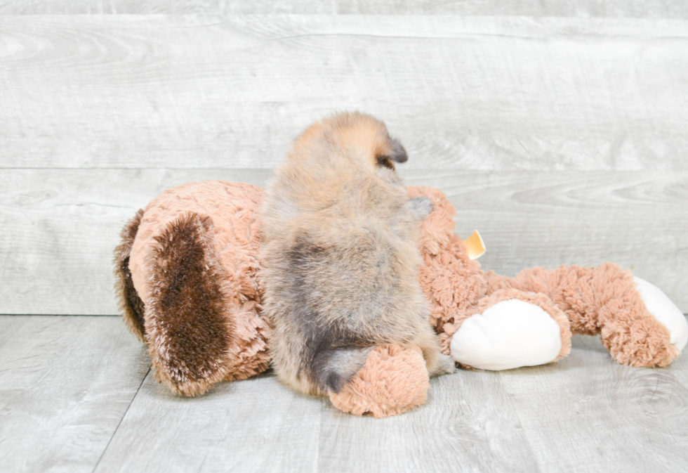 Energetic Pomeranian Purebred Puppy