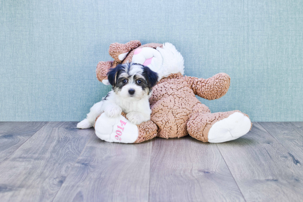 Petite Morkie Designer Pup