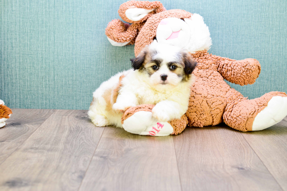 Small Teddy Bear Baby