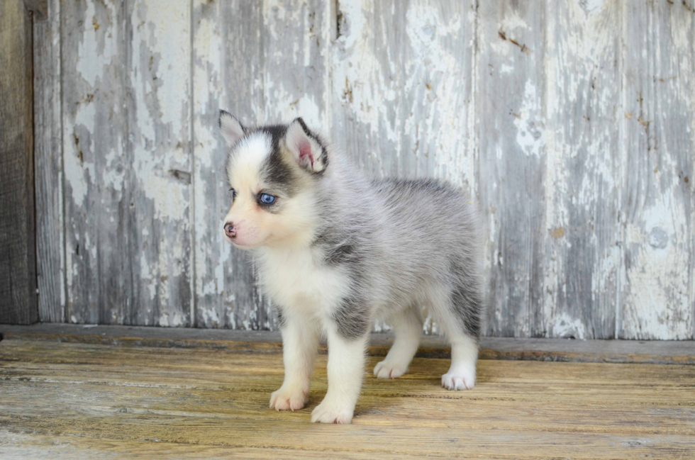 Friendly Pomsky Baby