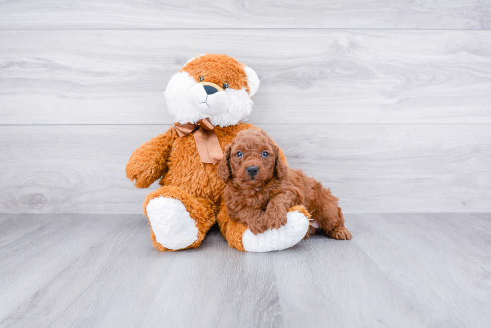 Happy Mini Goldendoodle Baby