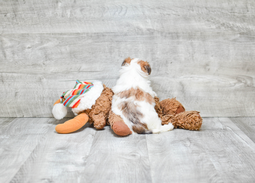 Petite Morkie Designer Pup