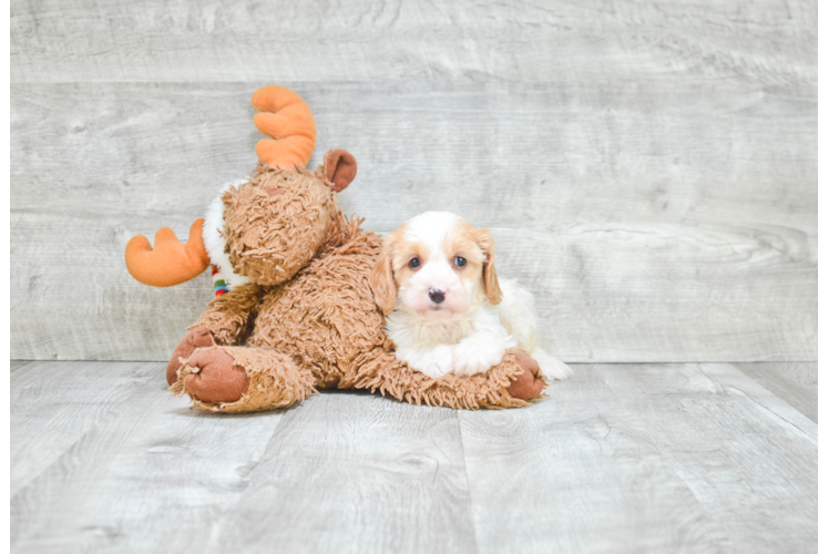 Energetic Cavalier Designer Puppy