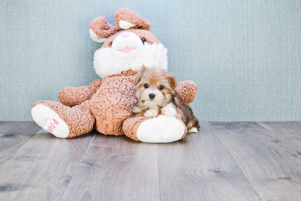 Sweet Morkie Baby
