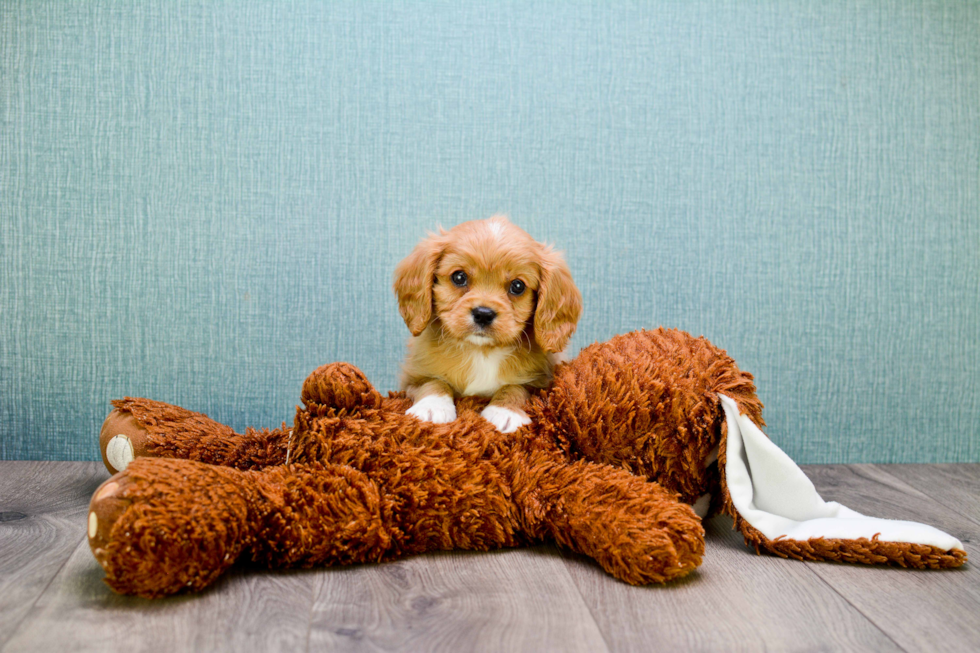 Cavalier King Charles Spaniel Puppy for Adoption