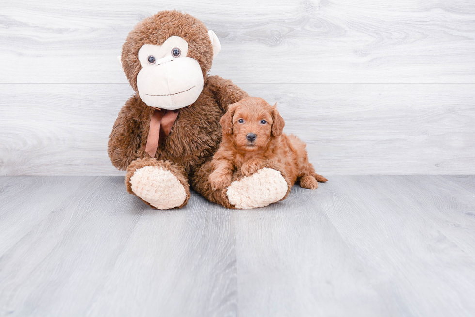 Hypoallergenic Golden Retriever Poodle Mix Puppy