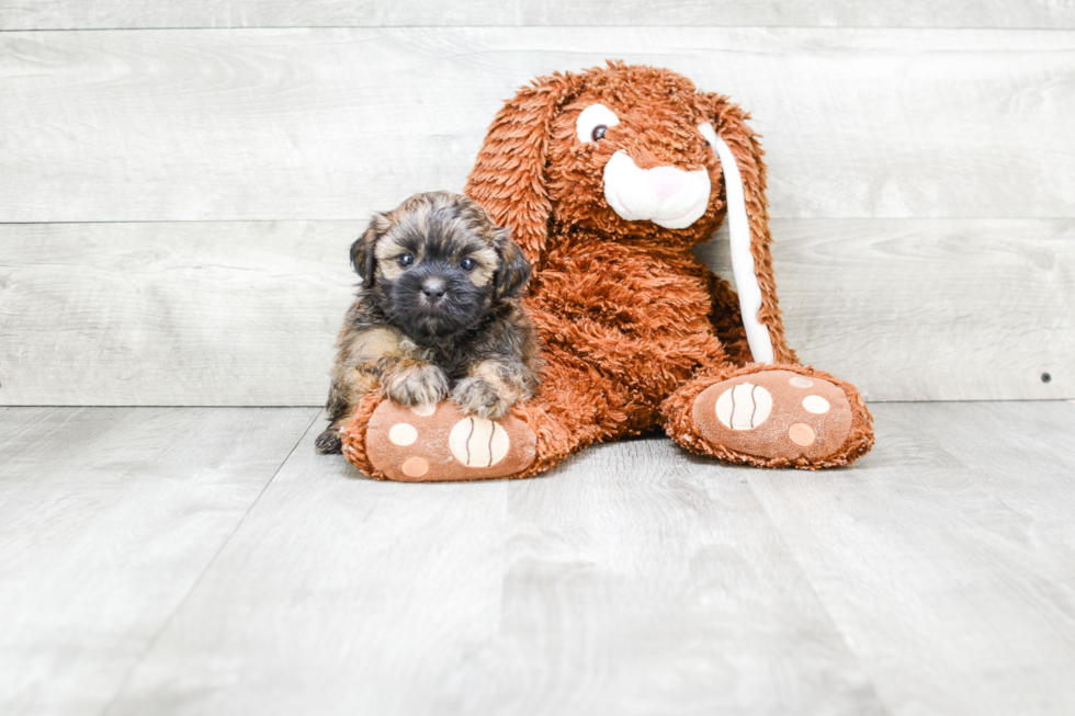 Teddy Bear Puppy for Adoption