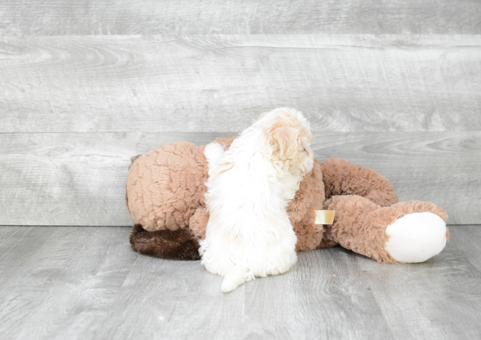 Havanese Puppy for Adoption