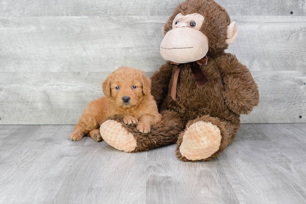 Mini Goldendoodle Pup Being Cute