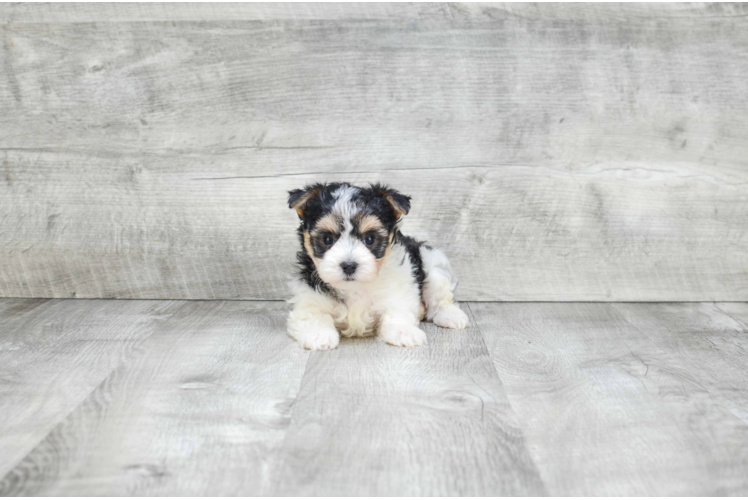 Sweet Morkie Baby