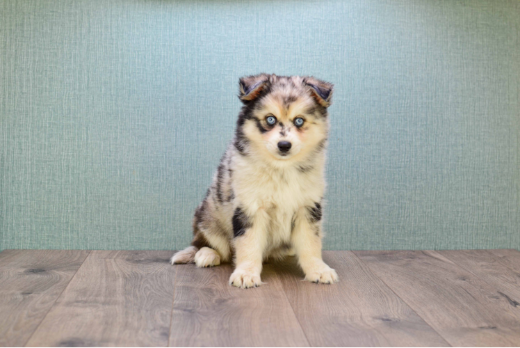 Pomsky Puppy for Adoption