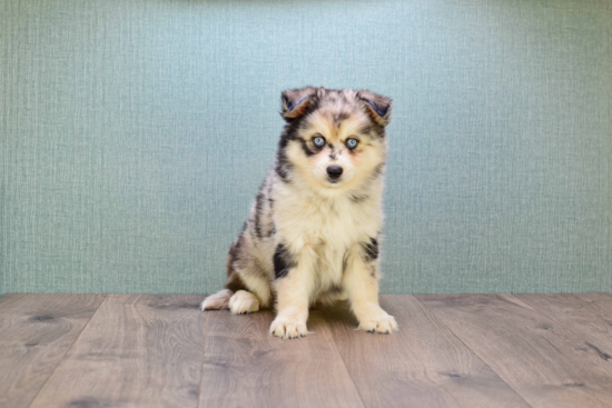 Pomsky Puppy for Adoption