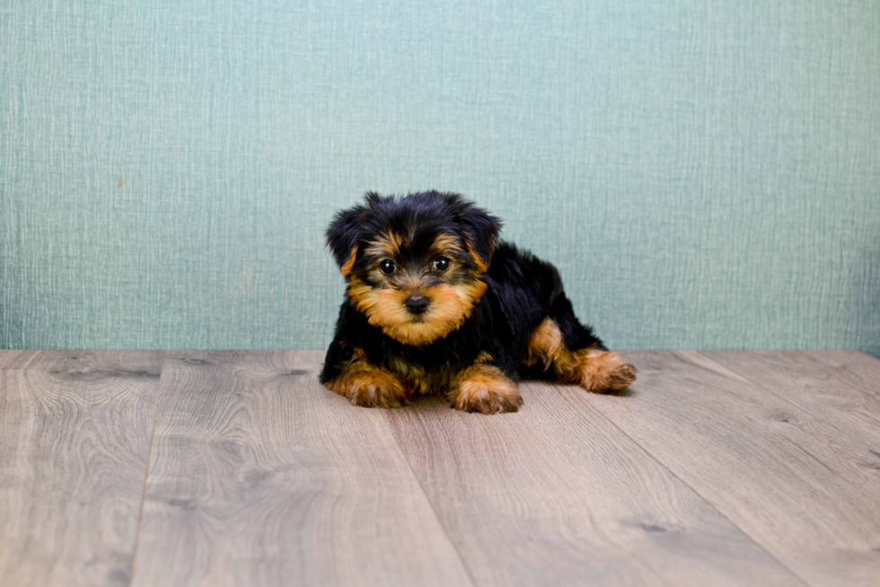 Meet Jeremy - our Yorkshire Terrier Puppy Photo 