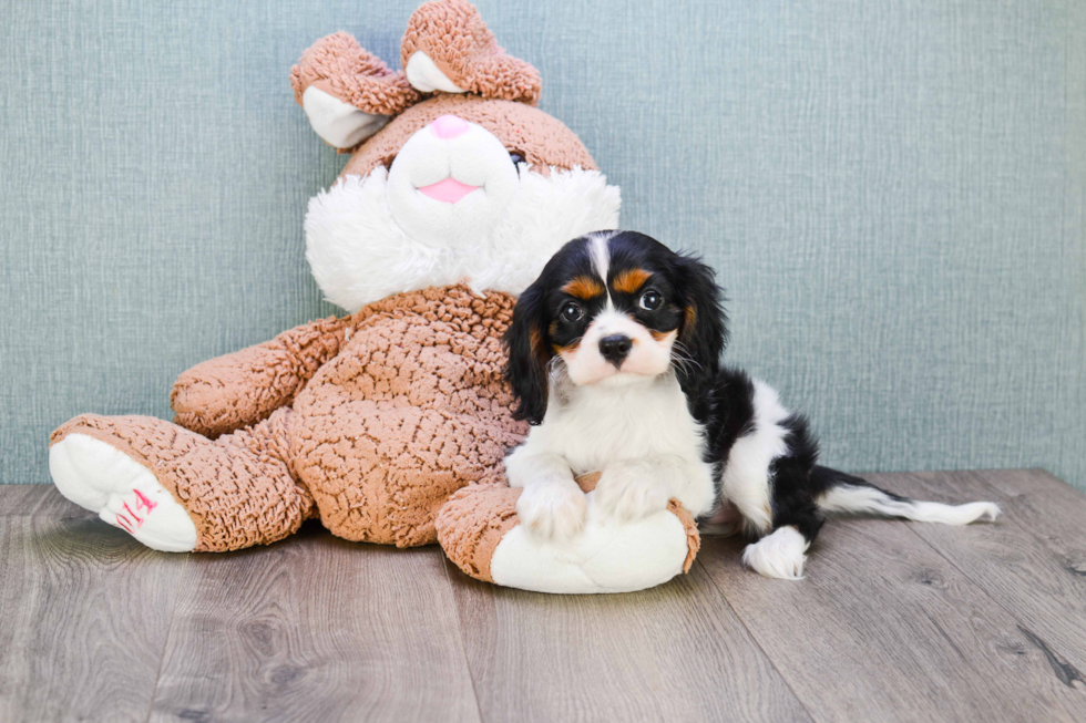 Cavalier King Charles Spaniel Puppy for Adoption