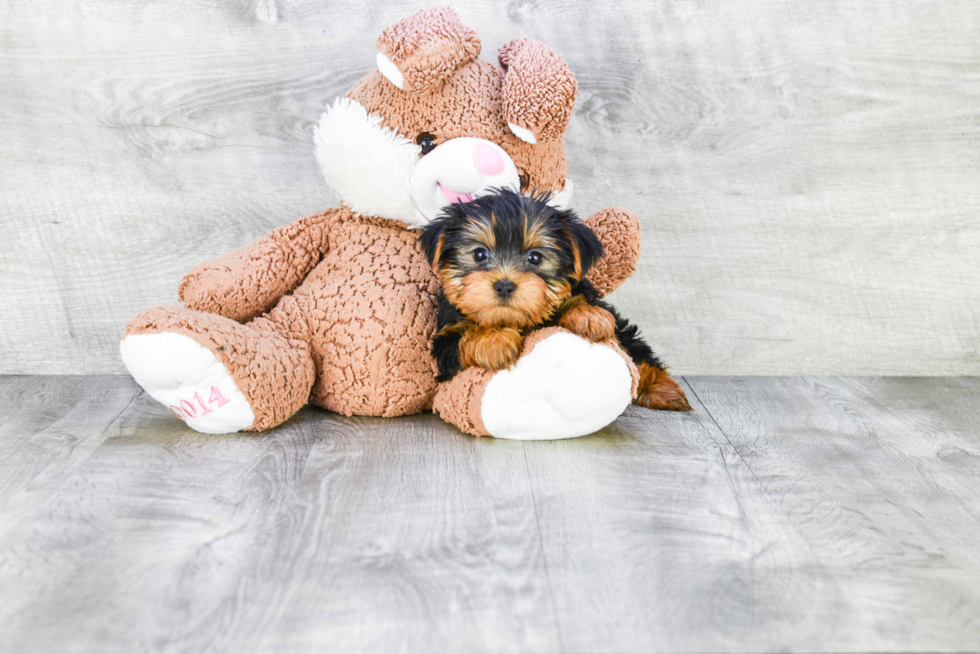 Meet Timmy - our Yorkshire Terrier Puppy Photo 