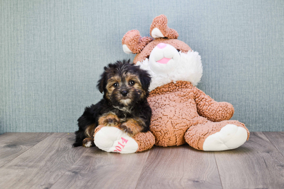 Morkie Puppy for Adoption