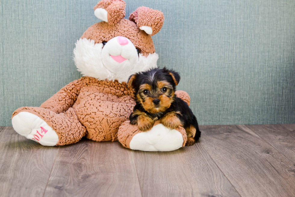 Meet Rebecca - our Yorkshire Terrier Puppy Photo 