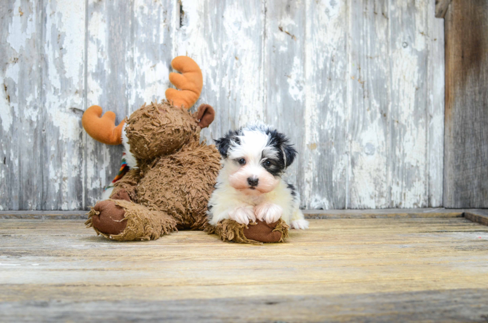 Fluffy Morkie Designer Pup