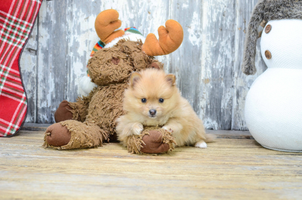 Best Pomeranian Baby