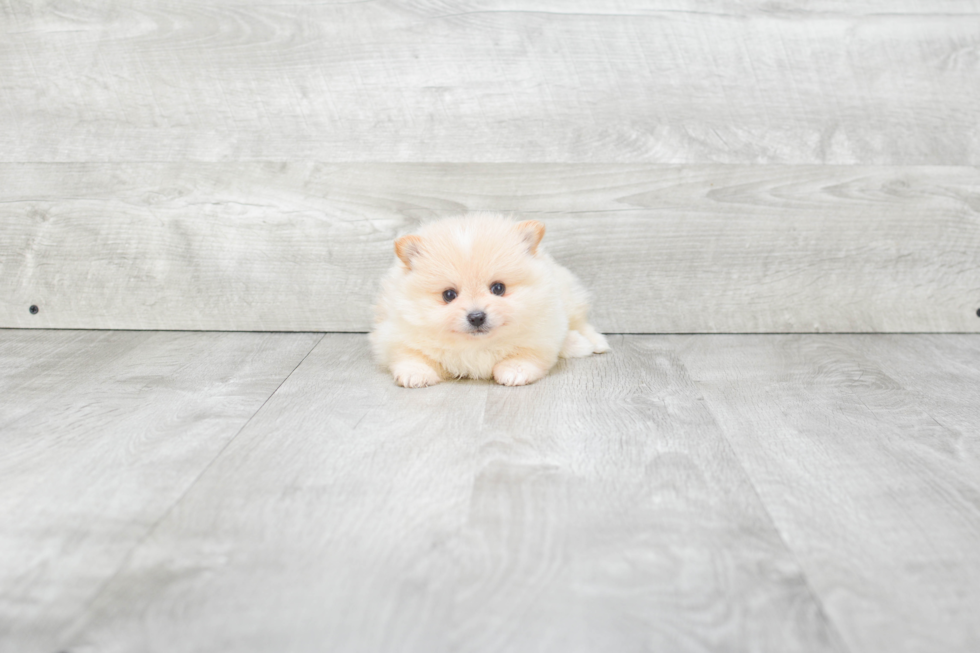 Best Pomeranian Baby