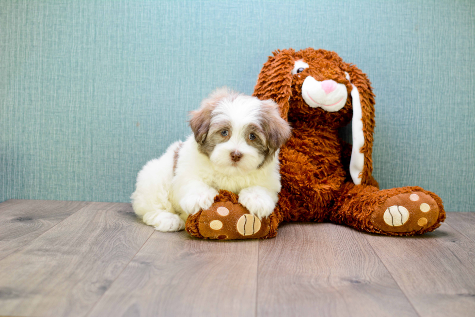 Best Teddy Bear Baby