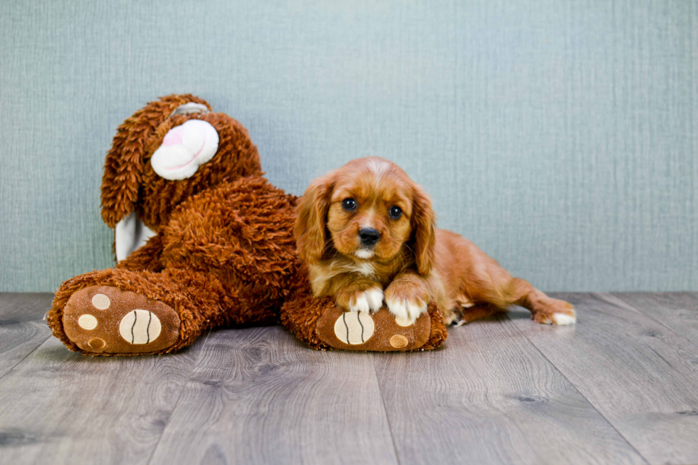 Cavalier King Charles Spaniel Puppy for Adoption