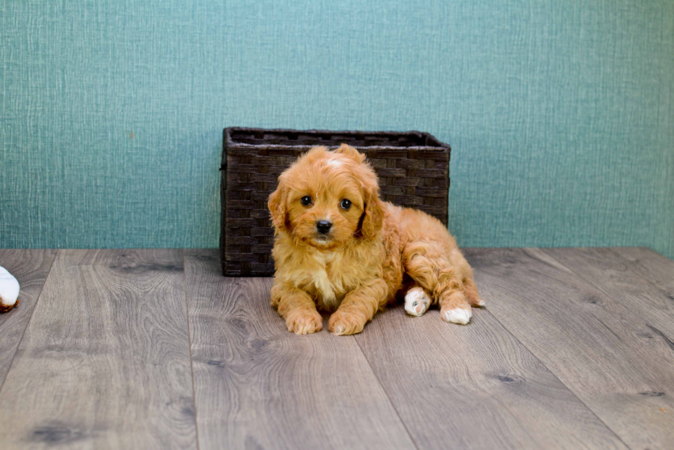 Best Cavapoo Baby