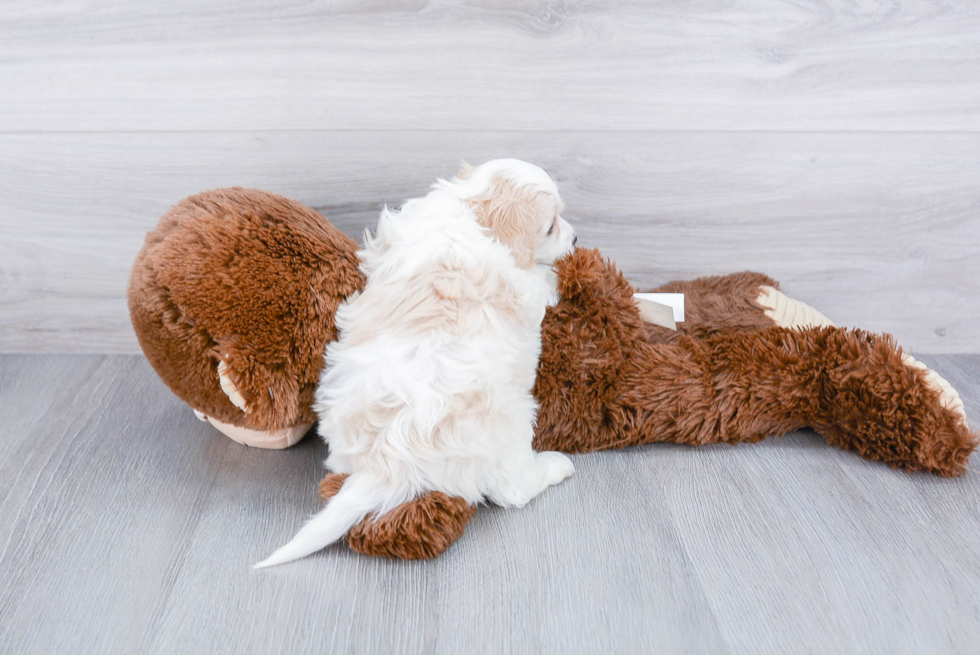 Small Cavachon Baby