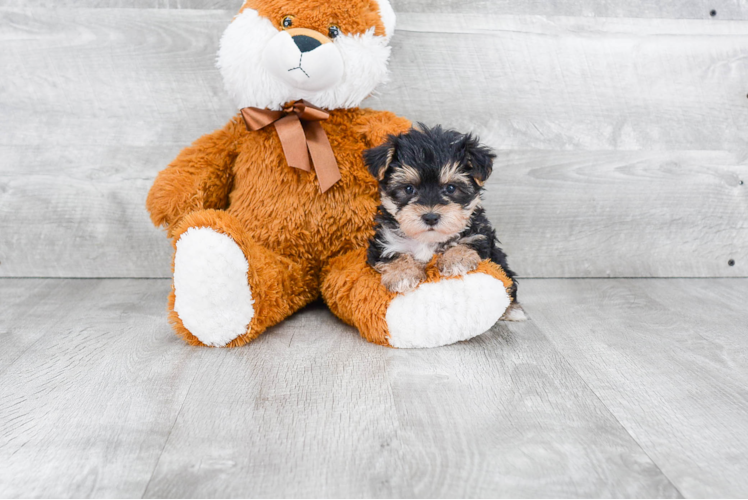 Morkie Puppy for Adoption