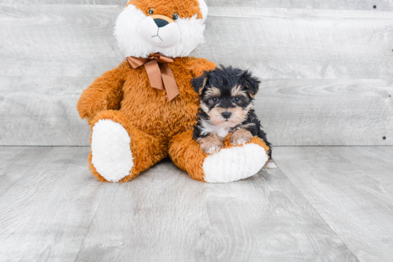 Morkie Puppy for Adoption