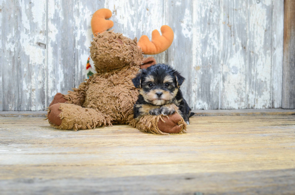 Morkie Pup Being Cute
