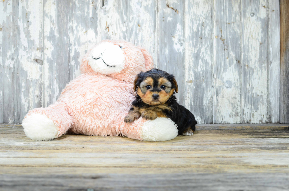 Sweet Yorkie Poo Baby