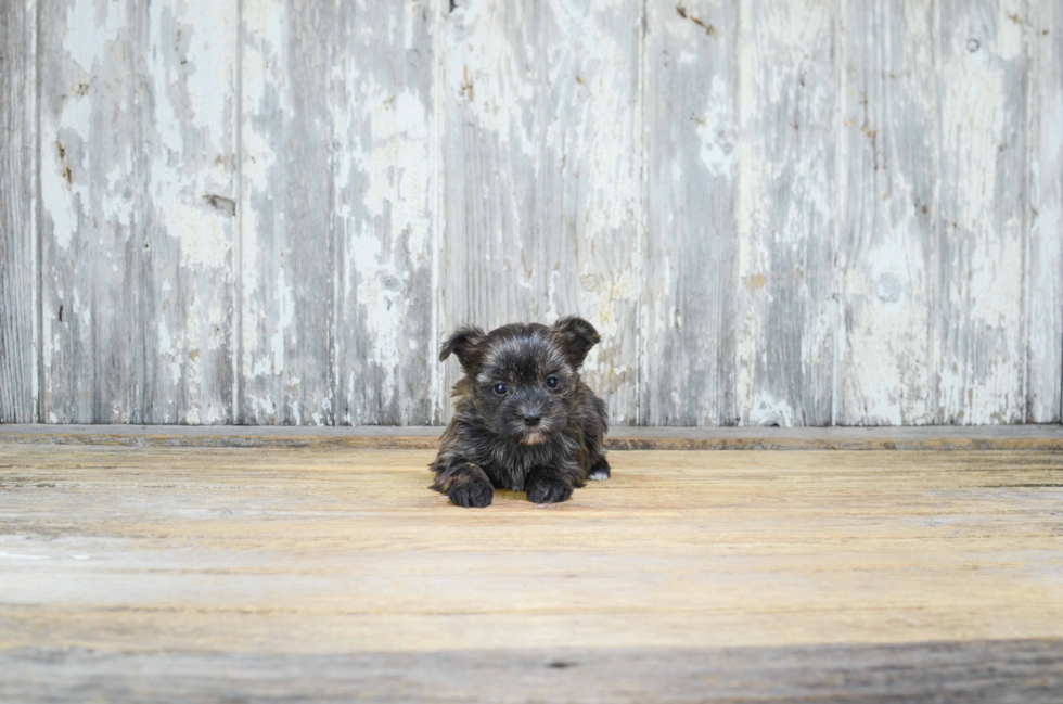 Morkie Puppy for Adoption