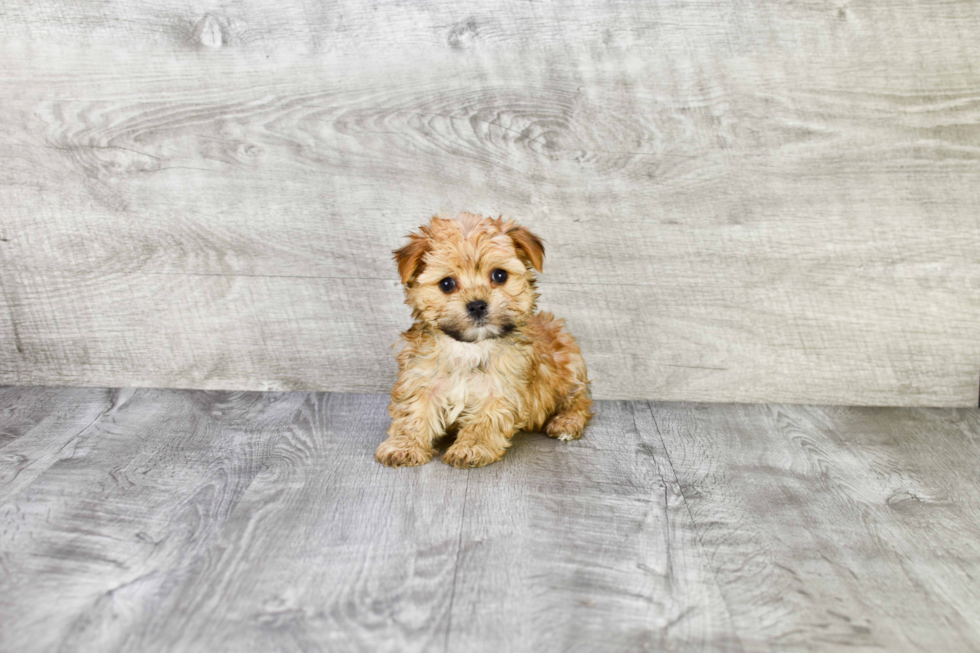 Little Yorkie Designer Puppy