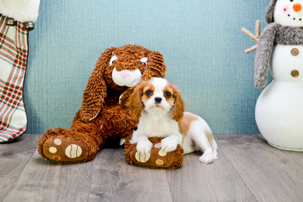 Sweet Cavalier King Charles Spaniel Purebred Puppy