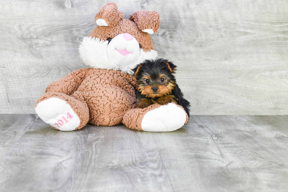 Meet Timmy - our Yorkshire Terrier Puppy Photo 