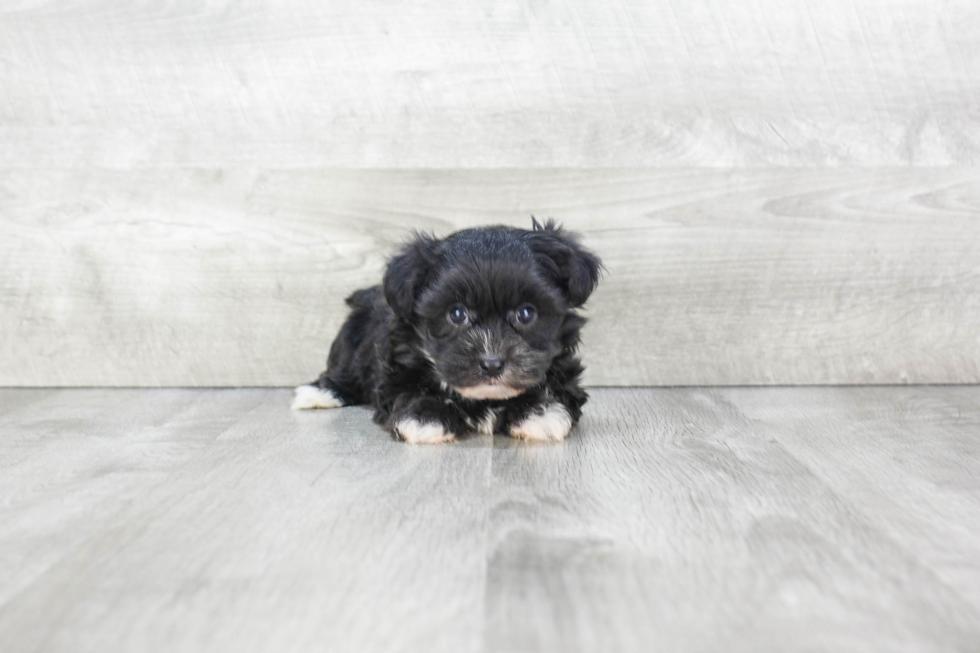 Little Yorkie Designer Puppy