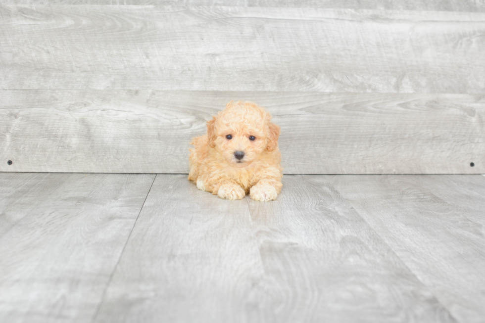 Maltipoo Puppy for Adoption
