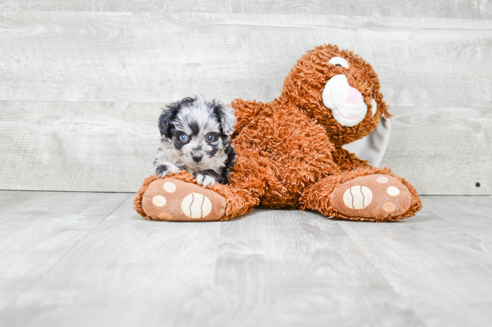 Little Aussiepoo Poodle Mix Puppy