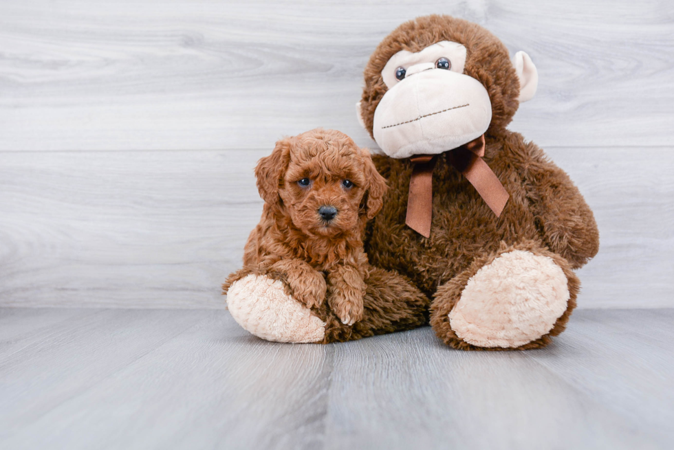Mini Goldendoodle Pup Being Cute