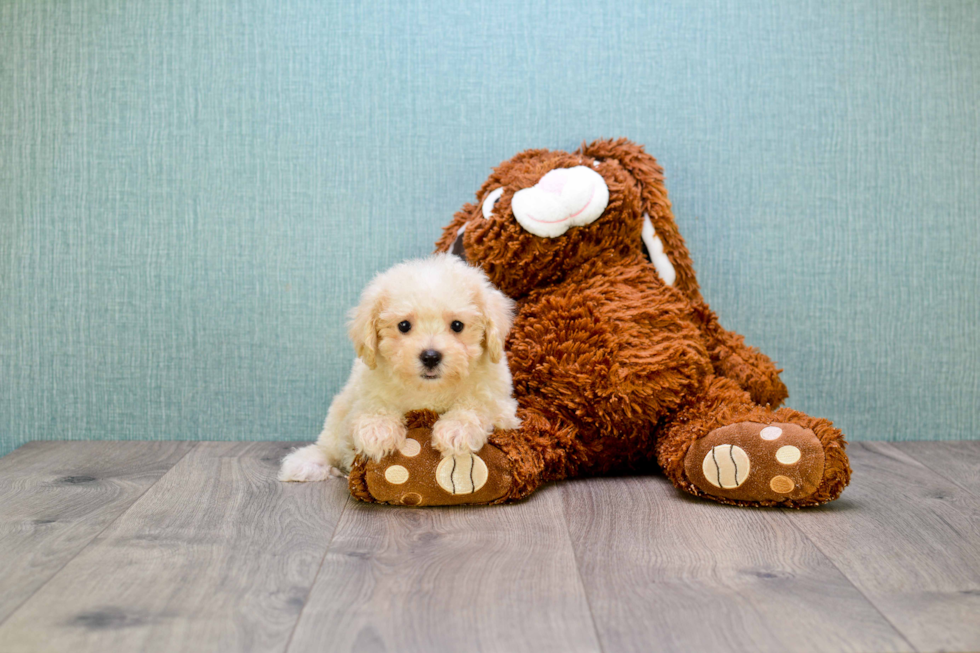 Maltipoo Pup Being Cute