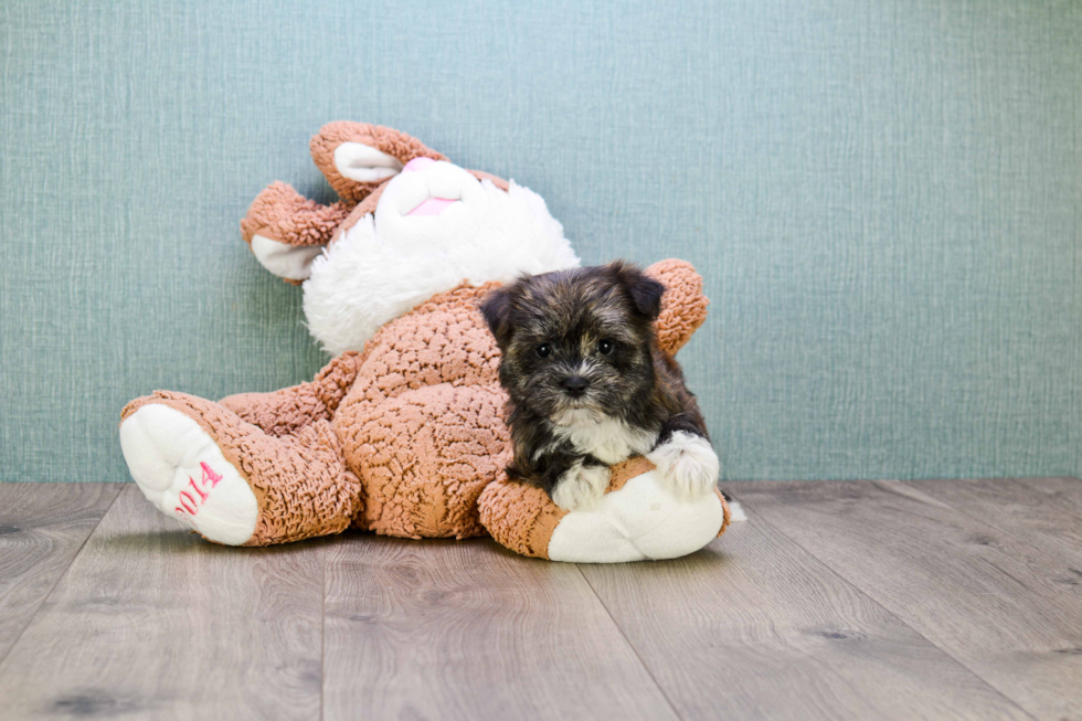 Friendly Morkie Baby