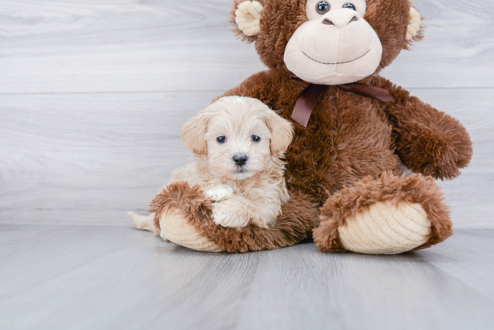 Maltipoo Puppy for Adoption
